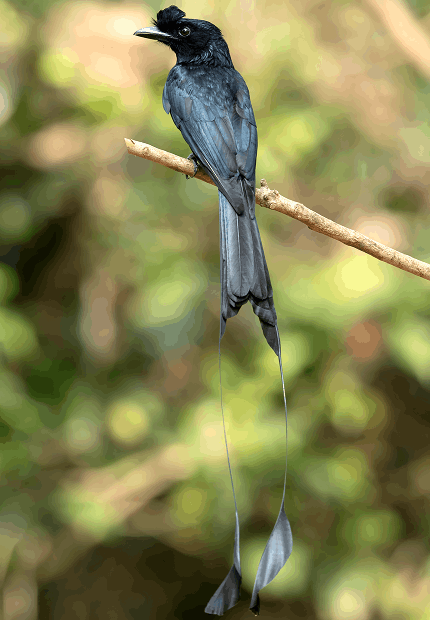 Doctor Salim Ali Bird Sanctuary 